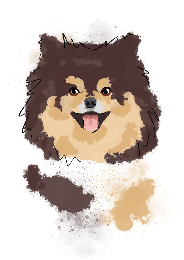 Tan the Pomeranian