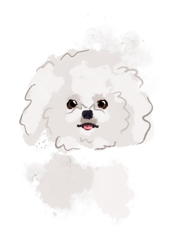 Winston the Bichon Frise