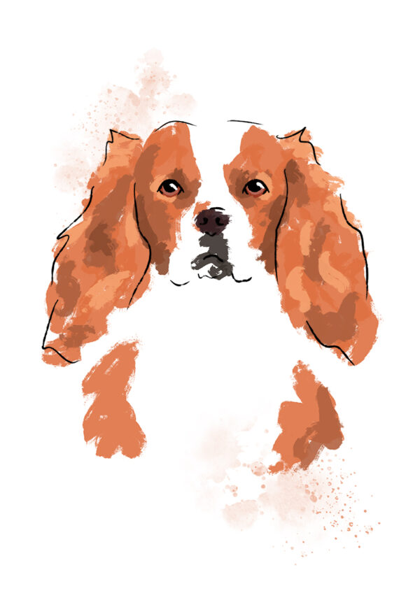 Paprika the Cavalier King Charles Spaniel