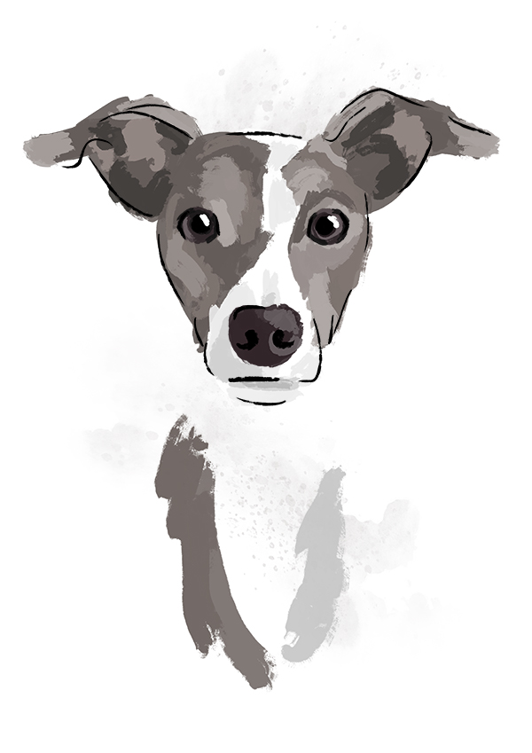 Florian the Italian Greyhound