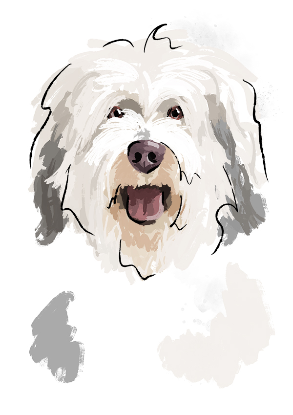 Pringle the Old English Sheepdog